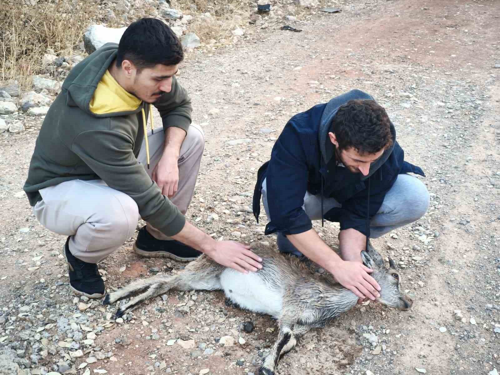kopeklerin saldirdigi yavru dag kecisini 3 kilometre sirtinda tasidilar 0 VVakzMmc