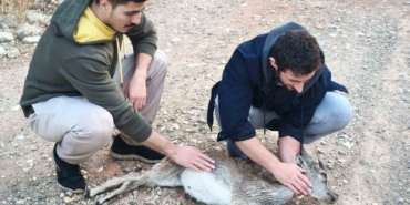 kopeklerin-saldirdigi-yavru-dag-kecisini-3-kilometre-sirtinda-tasidilar-wmOHQn1g.jpg