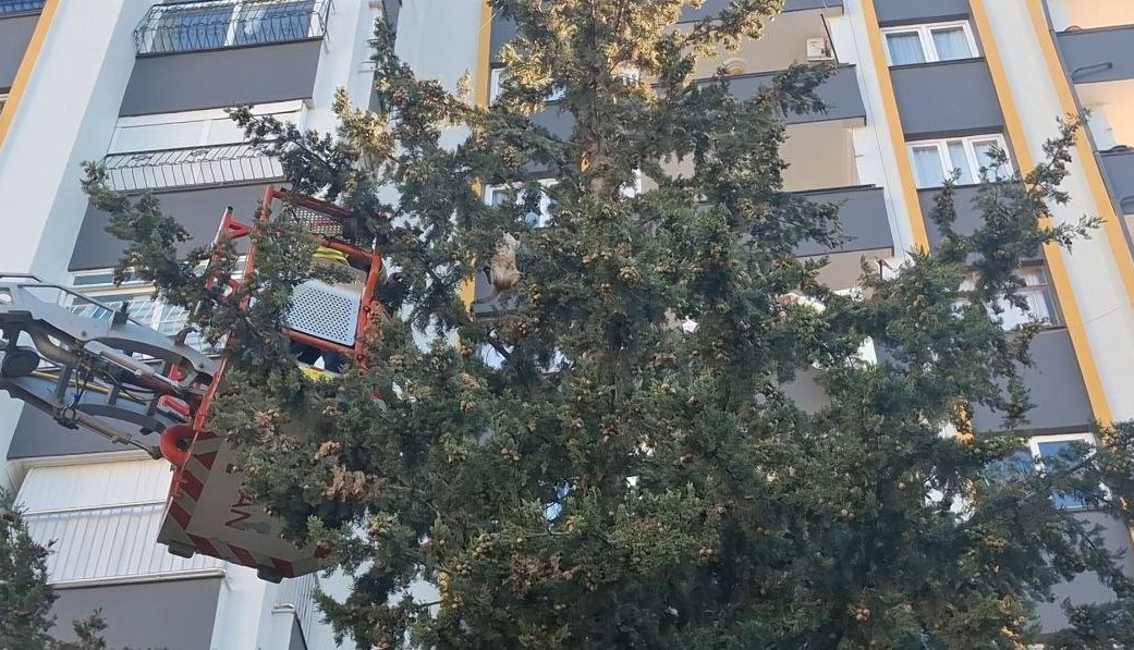kopekten kacan kedi 3 gun agacta mahsur kaldi 0 eeuti3DO