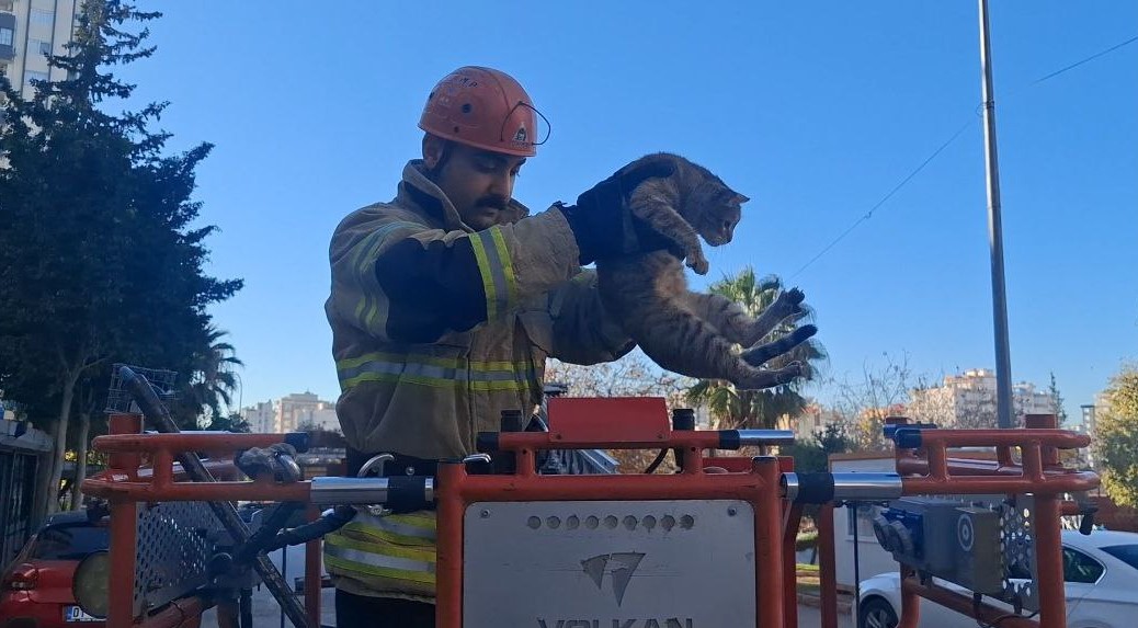 kopekten kacan kedi 3 gun agacta mahsur kaldi 1 2nP9Jy5L
