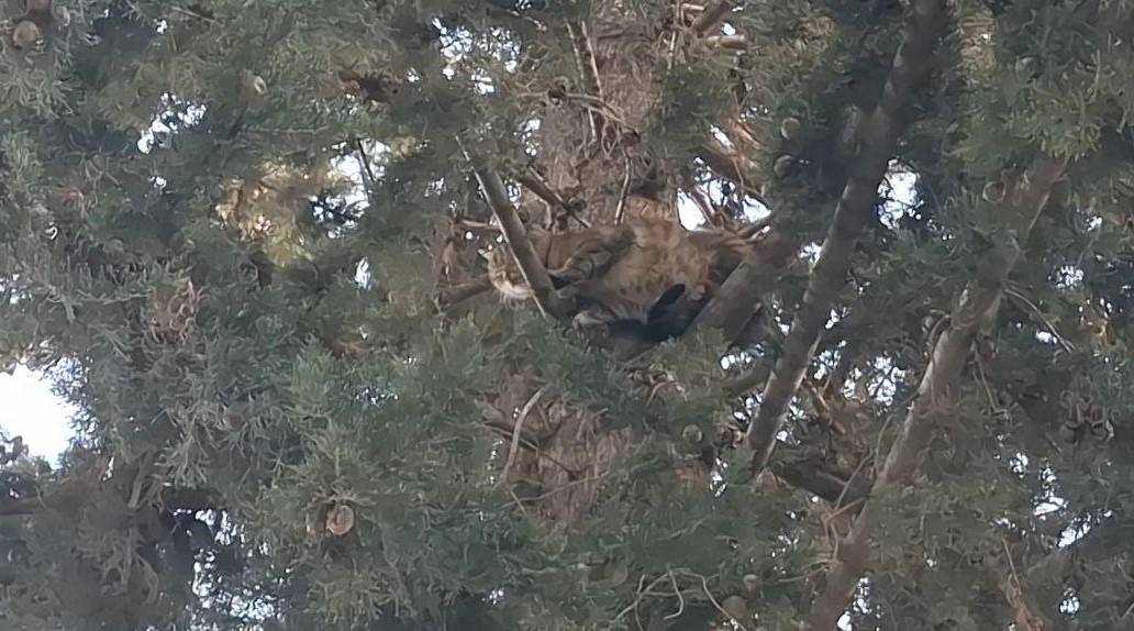 kopekten kacan kedi 3 gun agacta mahsur kaldi 3 cF42b2z8