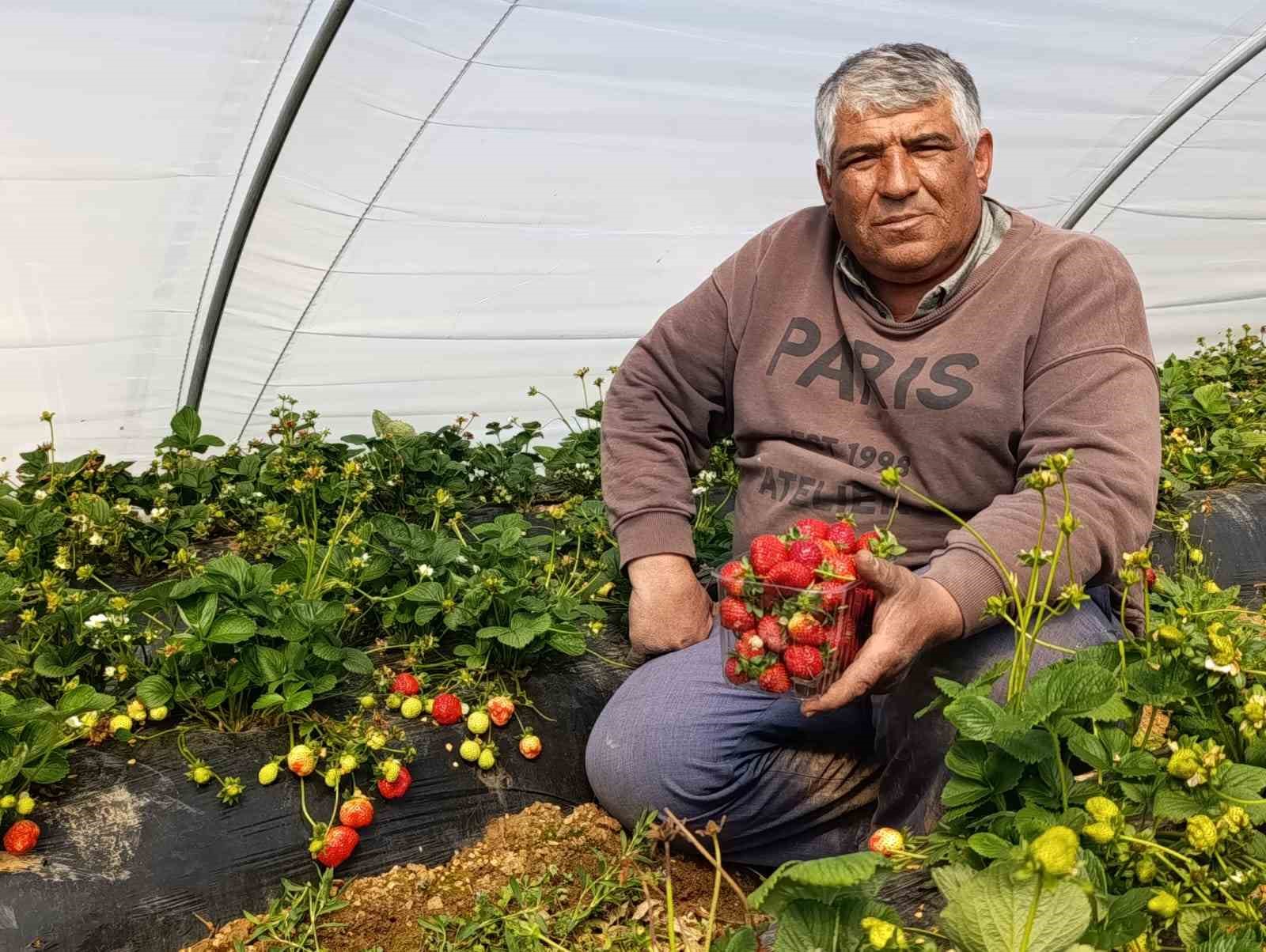 koprubasi cilegi altin sezonunu yasiyor 0 lwMz6CKg