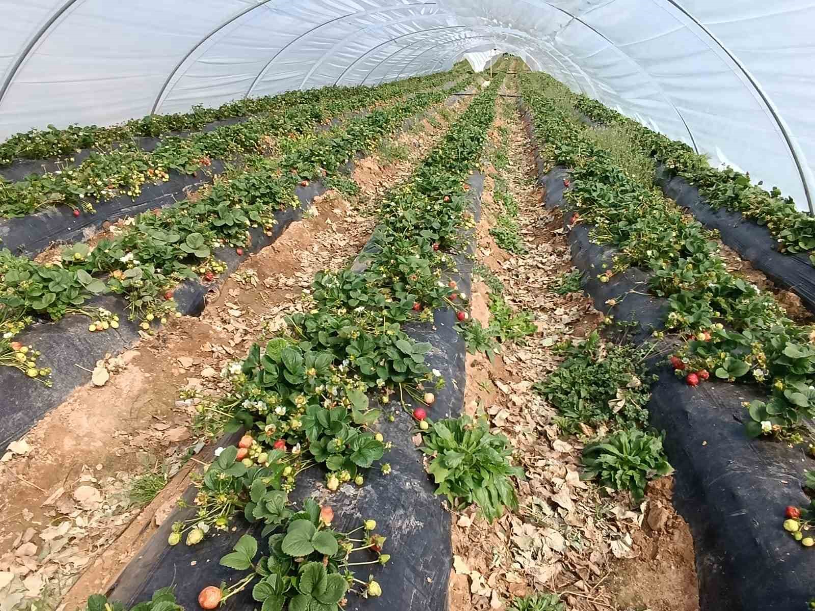 koprubasi cilegi altin sezonunu yasiyor 2 IdH381T4