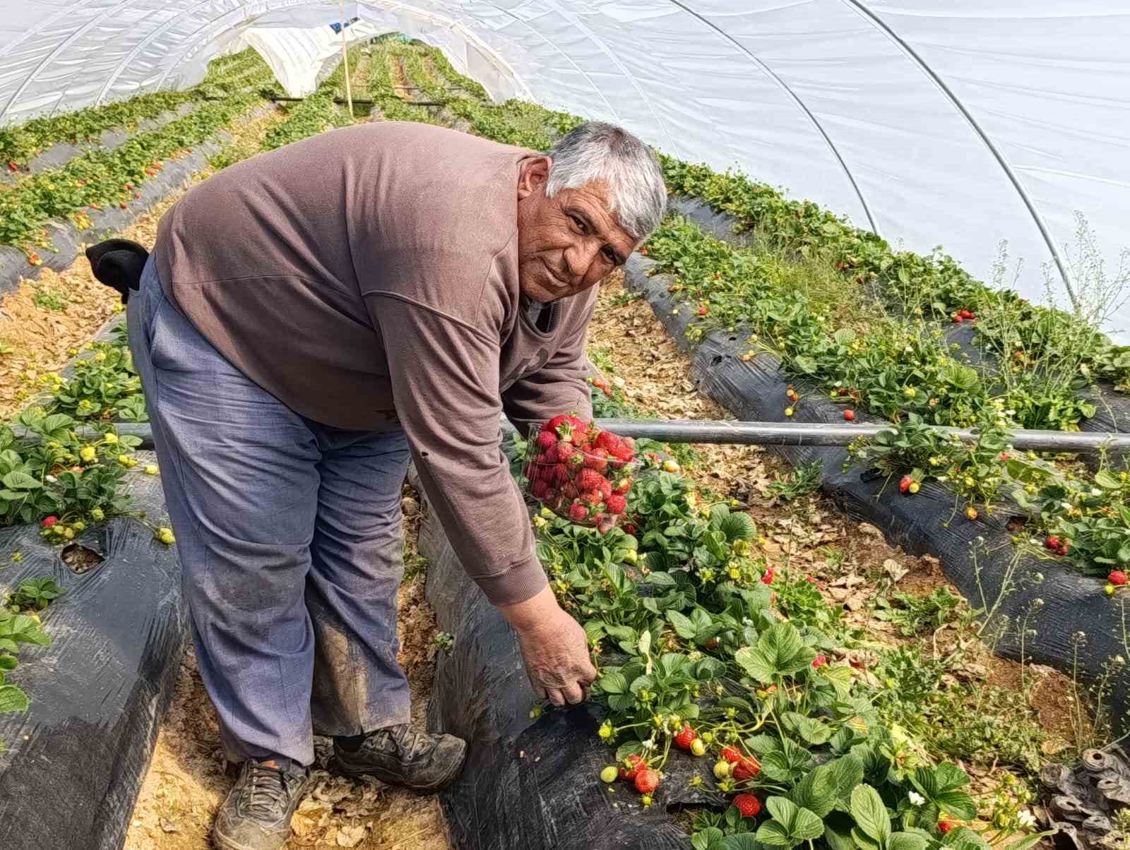 koprubasi cilegi altin sezonunu yasiyor 4 pjYGGmvi