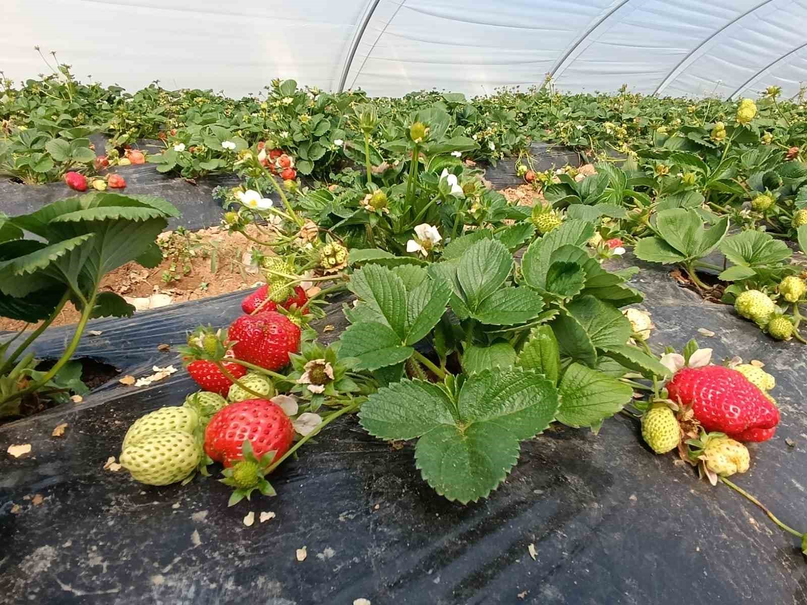 koprubasi cilegi altin sezonunu yasiyor 7 cuhy4fWr