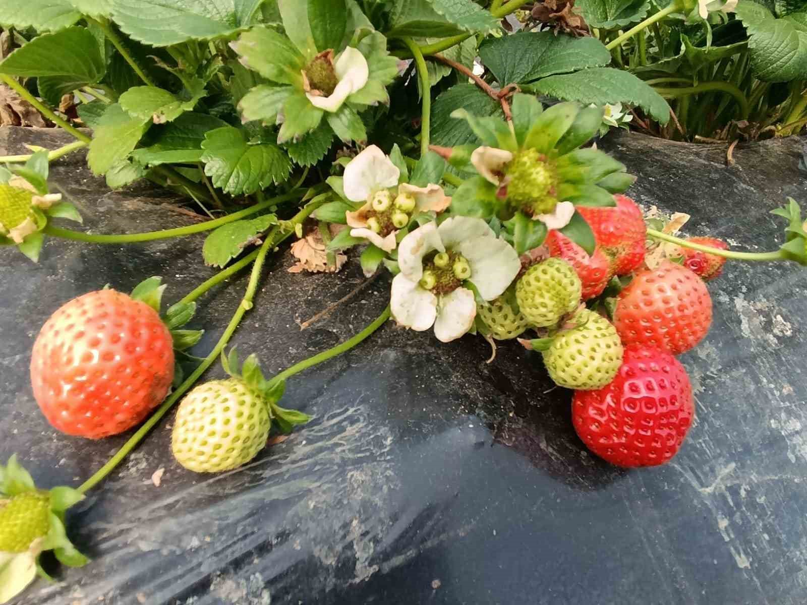 koprubasi cilegi altin sezonunu yasiyor 8 YRpzBiqE