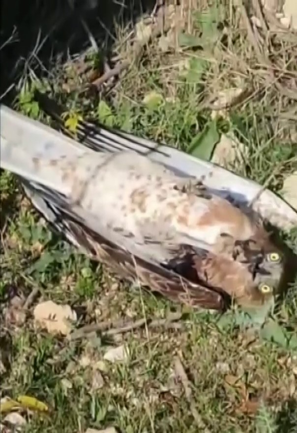 korku dolu anlar yilanin bogazladigi kartali kurtardi 1 mXVzPcJg