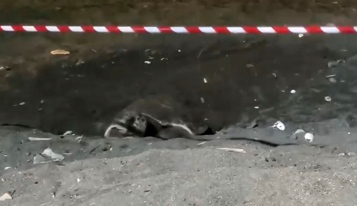 Koruma alanı dışına yuva yapan caretta caretta için şeritli tedbir 4 koruma alani disina yuva yapan caretta caretta icin seritli tedbir 0