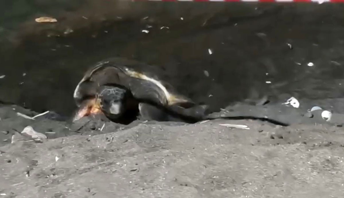 Koruma alanı dışına yuva yapan caretta caretta için şeritli tedbir 5 koruma alani disina yuva yapan caretta caretta icin seritli tedbir 1 UXLsGqsm