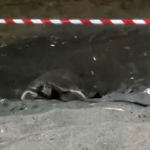 koruma-alani-disina-yuva-yapan-caretta-caretta-icin-seritli-tedbir-EAKbYkNX.jpg