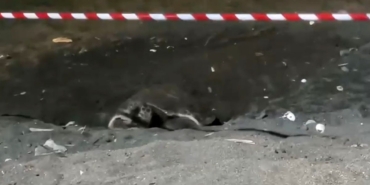 koruma-alani-disina-yuva-yapan-caretta-caretta-icin-seritli-tedbir-EAKbYkNX.jpg