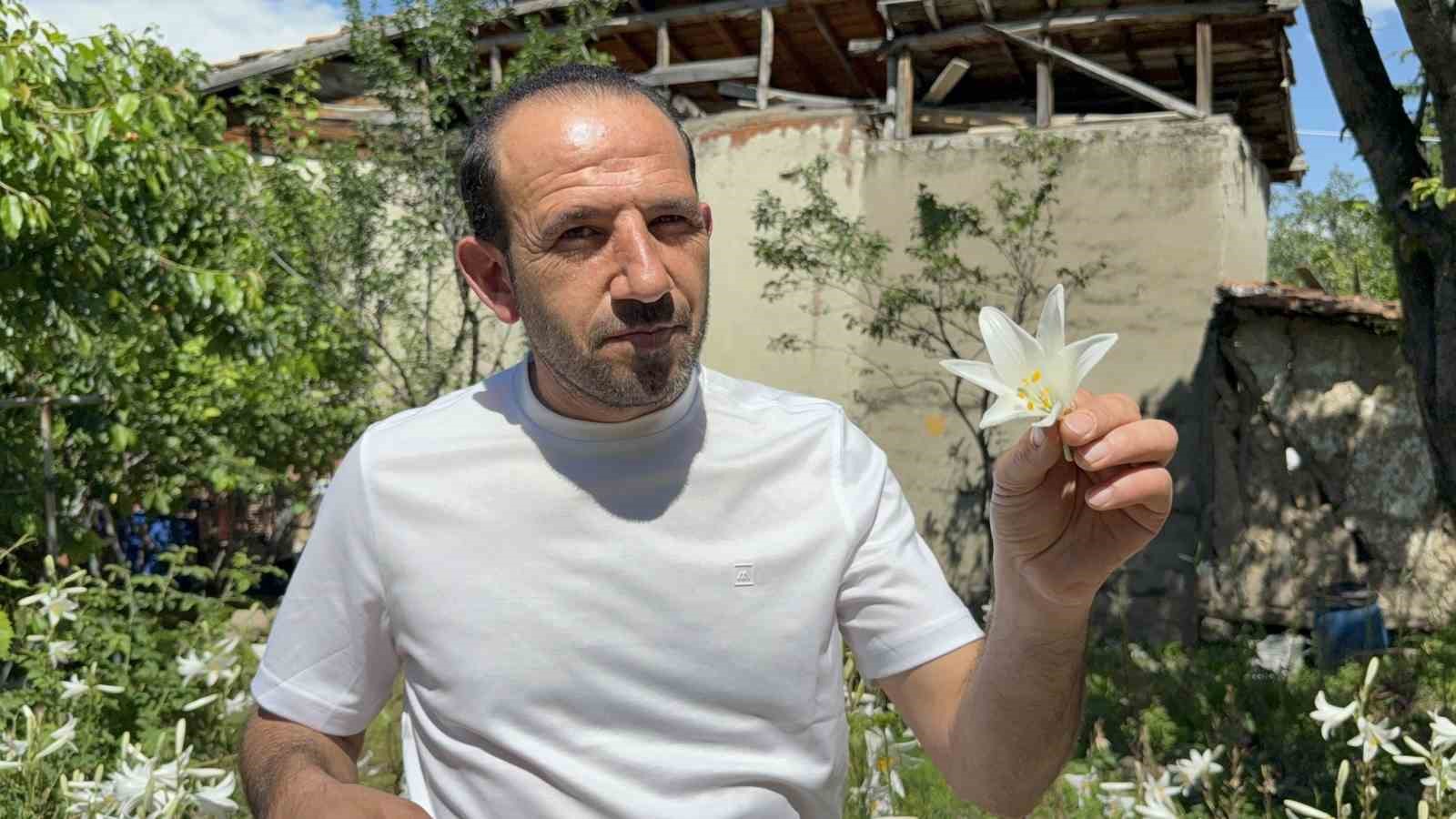 koruma altinda olan akzambaklardan elde edilen yaginin litre fiyati 5 bin euroyu asti 2 1Z8tbppV