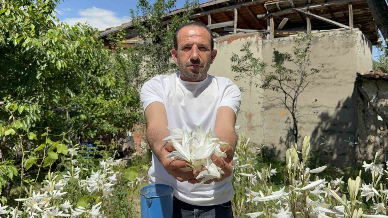 koruma altinda olan akzambaklardan elde edilen yaginin litre fiyati 5 bin euroyu asti 3 eyOdHcbC