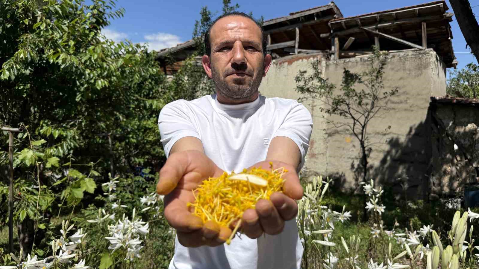 koruma altinda olan akzambaklardan elde edilen yaginin litre fiyati 5 bin euroyu asti 4 gBtOSiSI