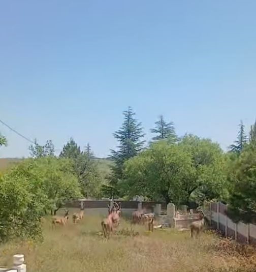 Koruma altındaki dağ keçileri Harput mezarlıklarında görüntülendi 4 koruma altindaki dag kecileri harput mezarliklarinda goruntulendi 0 adJidHSN