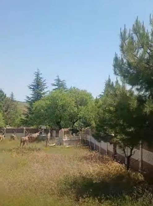 Koruma altındaki dağ keçileri Harput mezarlıklarında görüntülendi 5 koruma altindaki dag kecileri harput mezarliklarinda goruntulendi 1