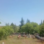koruma-altindaki-dag-kecileri-harput-mezarliklarinda-goruntulendi-YvO3iqRk.jpg
