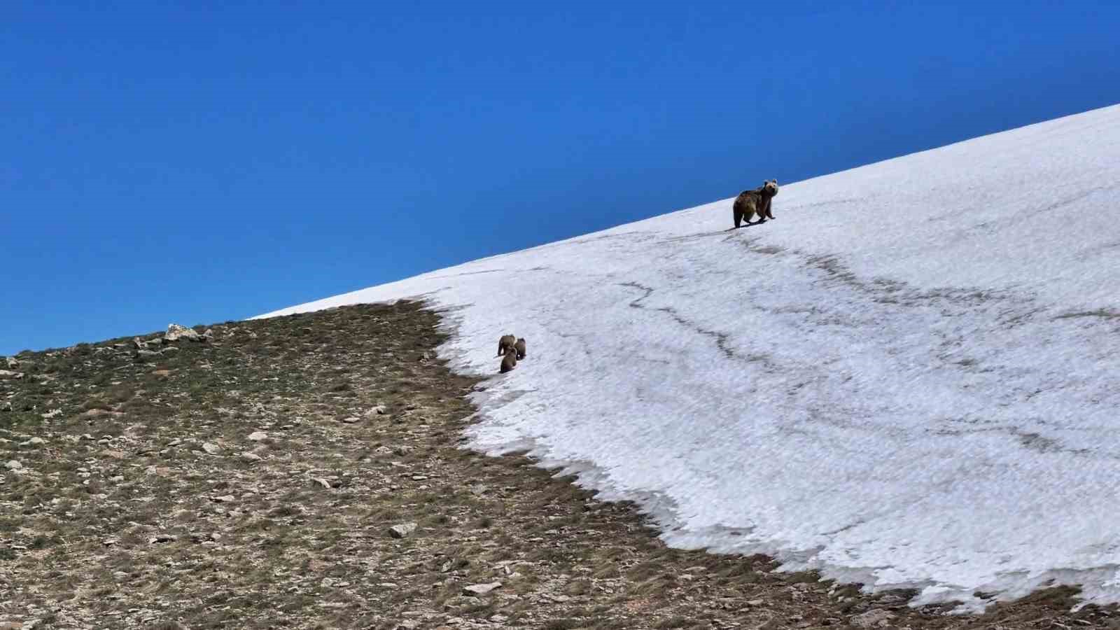 kosedag zirvesinde nefes kesen goruntu anne ayi ve 3 yavrusu dronla goruntulendi 0 9PJZatSs