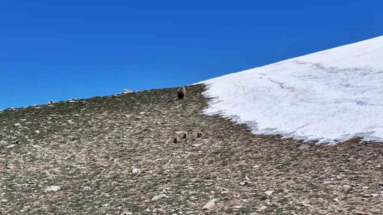 kosedag zirvesinde nefes kesen goruntu anne ayi ve 3 yavrusu dronla goruntulendi 1