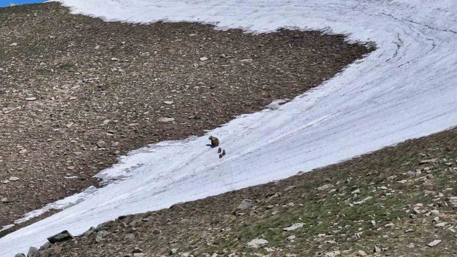 kosedag zirvesinde nefes kesen goruntu anne ayi ve 3 yavrusu dronla goruntulendi 2 1KfNZ8nA