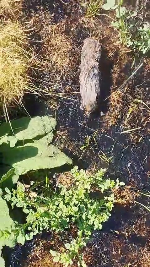 Köstebek sandı, gerçek çok başka çıktı 4 kostebek sandi gercek cok baska cikti 0 h3ptaqrJ