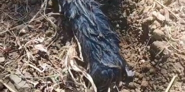 kostebek-sandi-gercek-cok-baska-cikti-JeXj7i7y.jpg