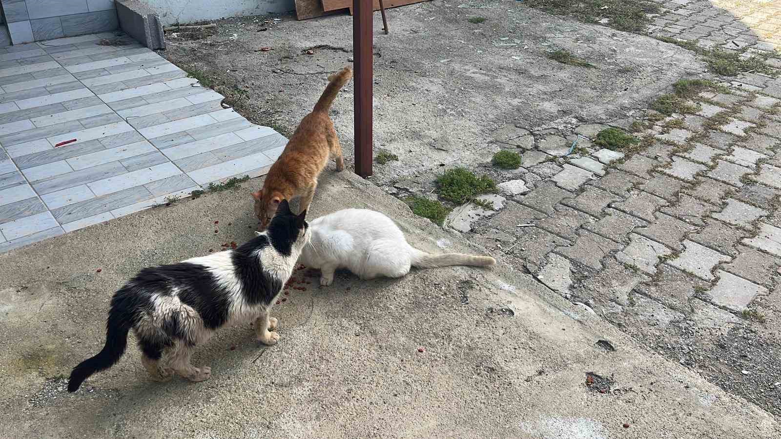 kotu sartlarda evde tutulan hayvanlar genclerin tepkisi sonrasi kurtarildi 0 29pA3Gp4