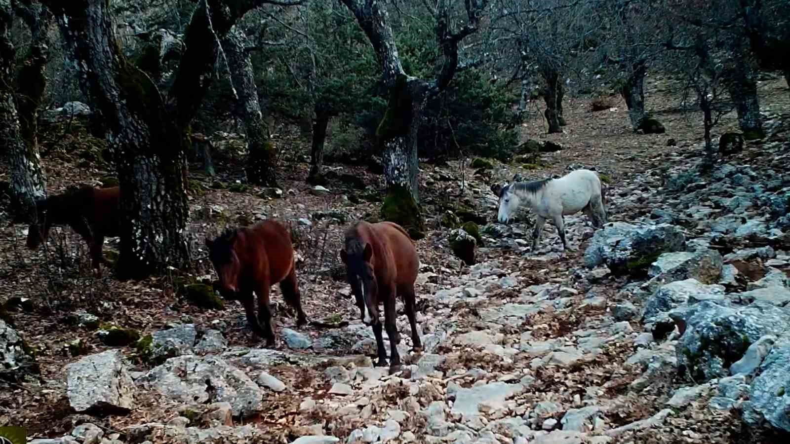 kovada golu milli parkinda yaban hayati fotokapana yansidi 0