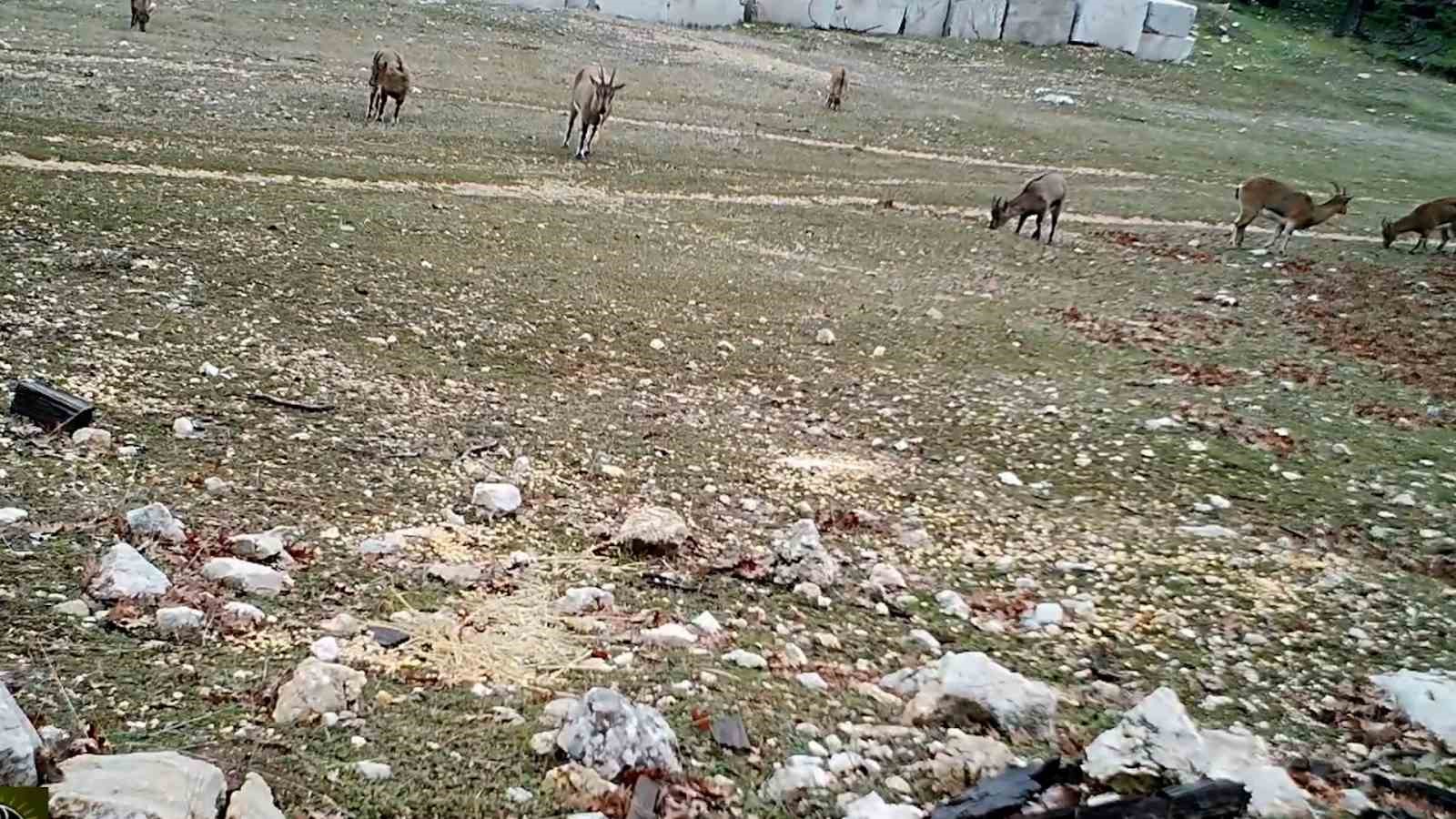 kovada golu milli parkinda yaban hayati fotokapana yansidi 1 c5Q1D3gM
