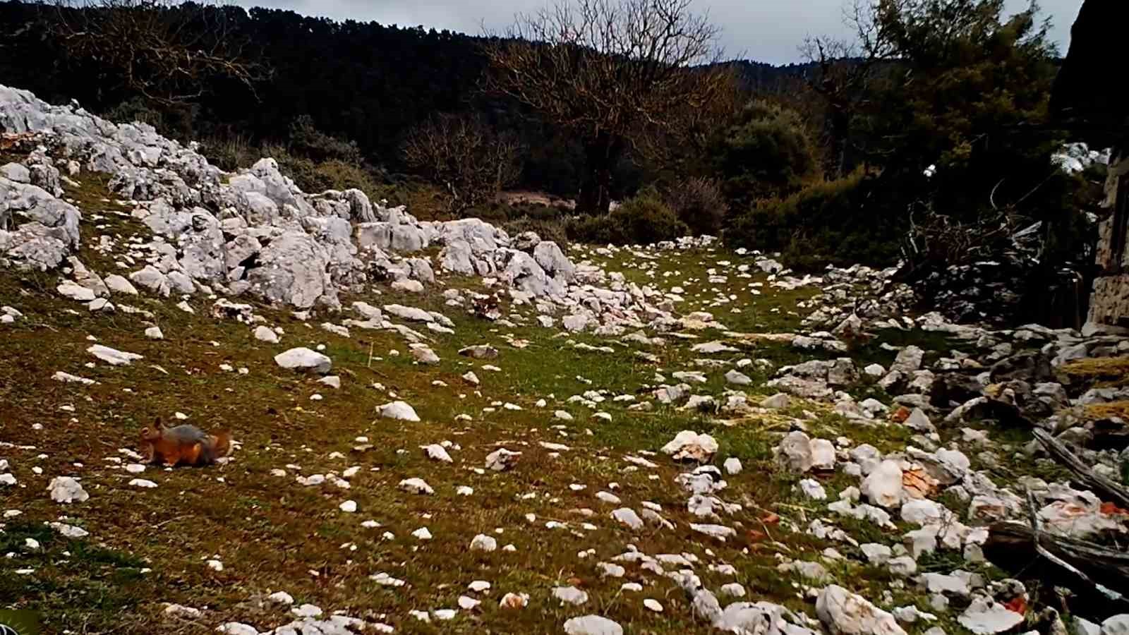 kovada golu milli parkinda yaban hayati fotokapana yansidi 2 eX7vn5hk