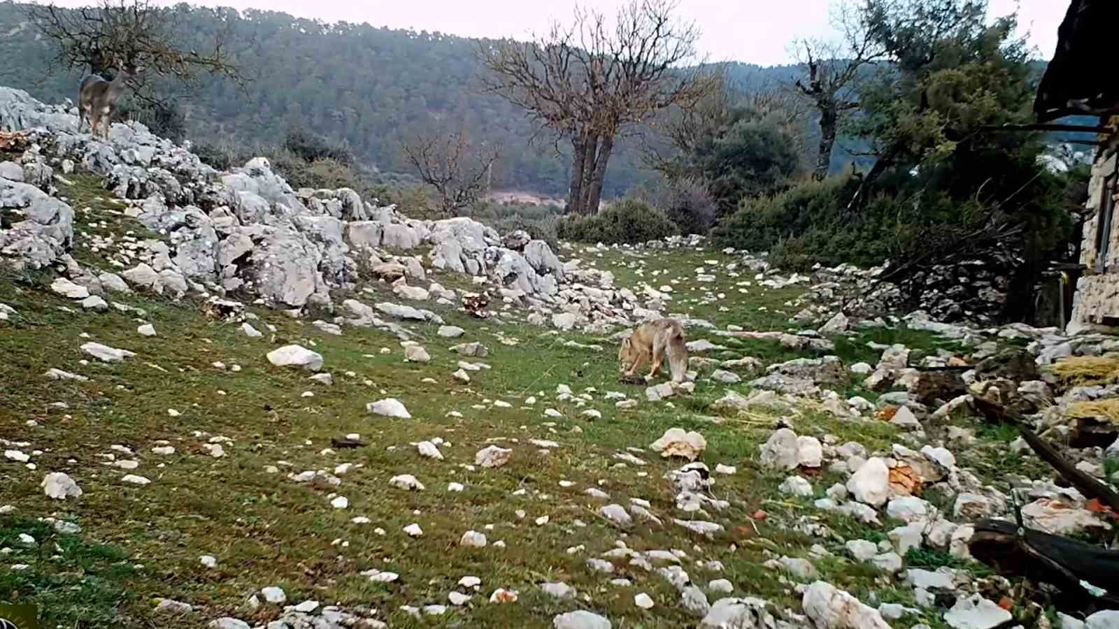 kovada golu milli parkinda yaban hayati fotokapana yansidi 3 r8pULI13