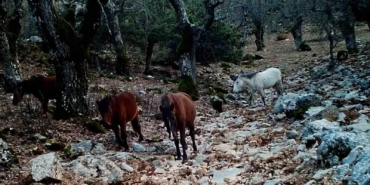 kovada-golu-milli-parkinda-yaban-hayati-fotokapana-yansidi-zqON3qBN.jpg