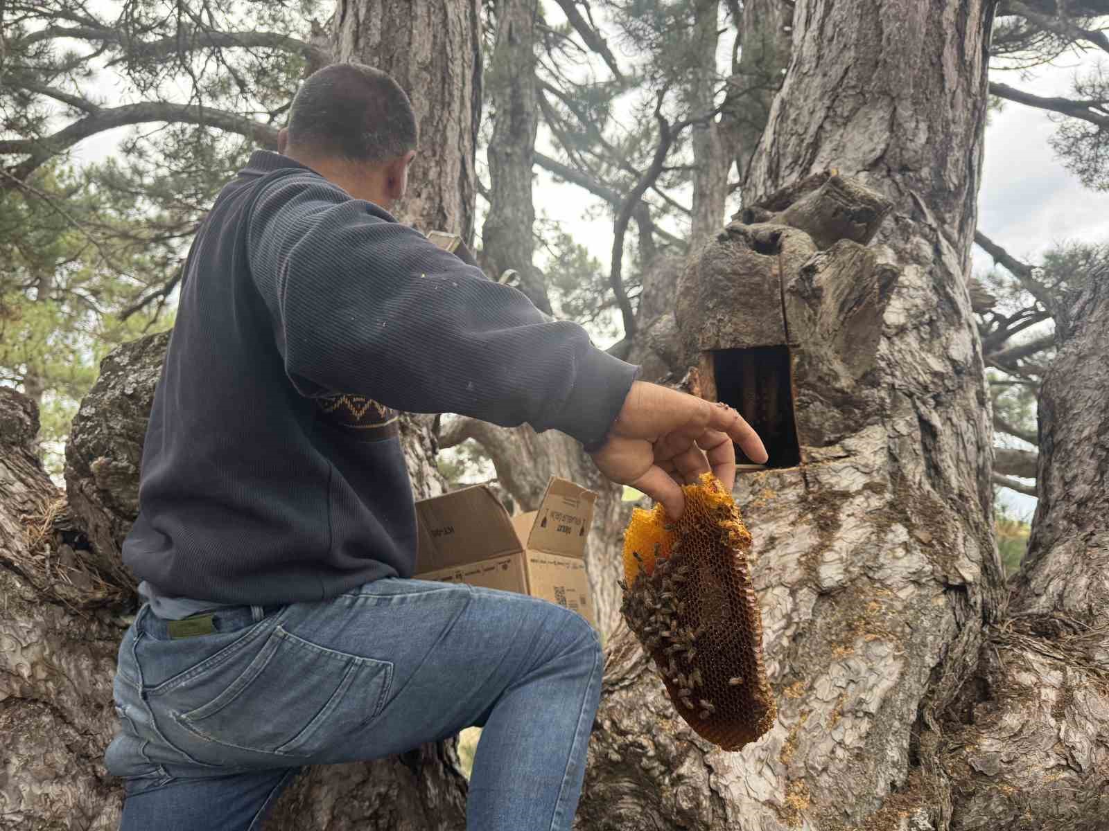 kovanlarindan kacan firari arilarin izini surup toroslardaki dogal kovanlari buluyorlar 1 cXSyXnfp