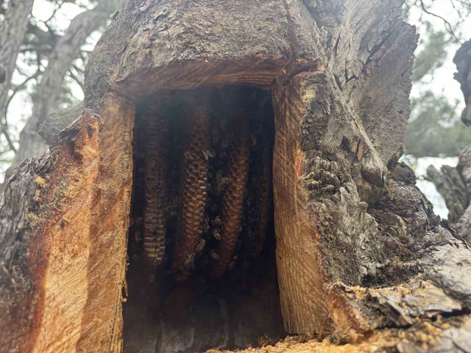 kovanlarindan kacan firari arilarin izini surup toroslardaki dogal kovanlari buluyorlar 2 DMymhA5b