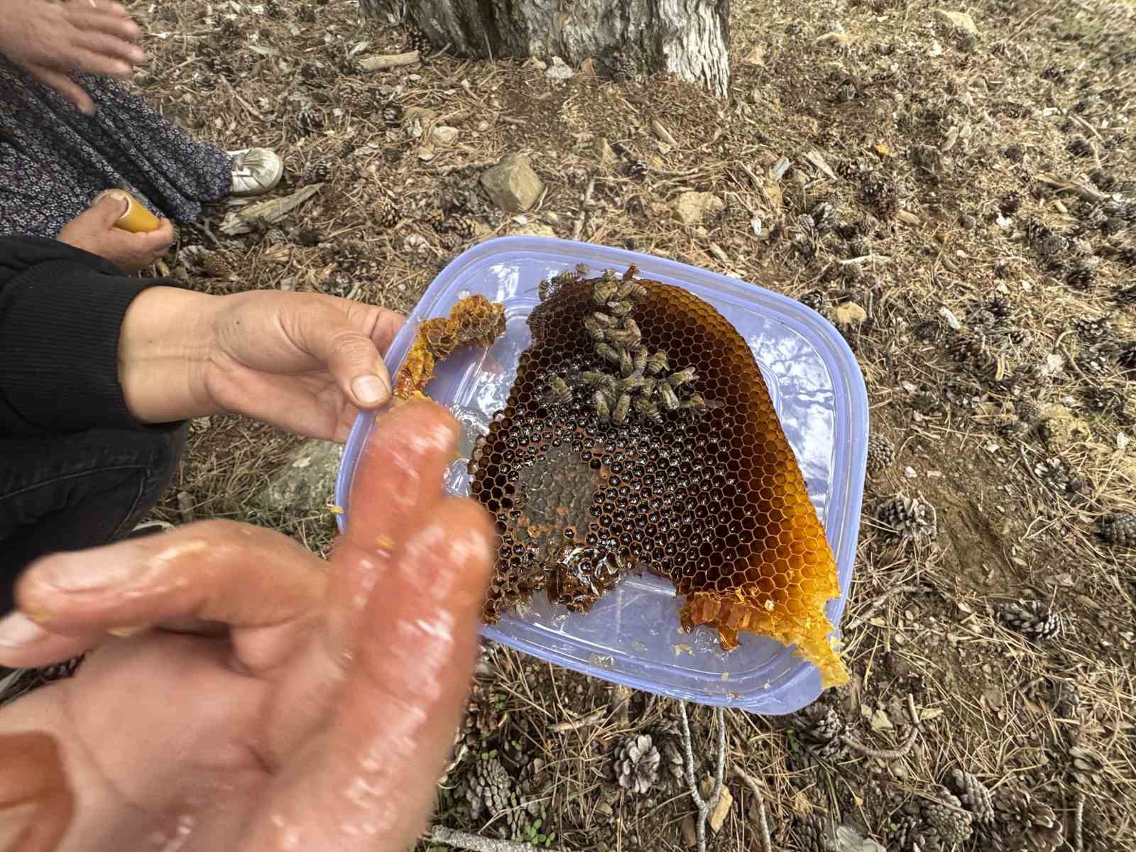 kovanlarindan kacan firari arilarin izini surup toroslardaki dogal kovanlari buluyorlar 5 SqfwtnFd