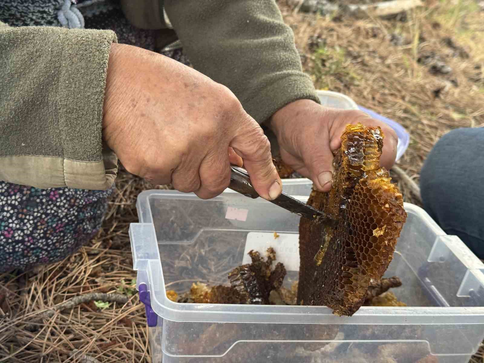 kovanlarindan kacan firari arilarin izini surup toroslardaki dogal kovanlari buluyorlar 9 b3Ray3sK