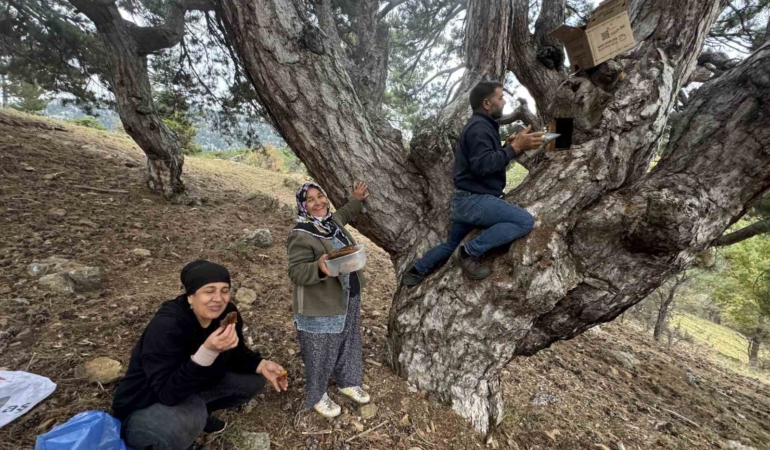 kovanlarindan-kacan-firari-arilarin-izini-surup-toroslardaki-dogal-kovanlari-buluyorlar-dpgpNUFI.jpg