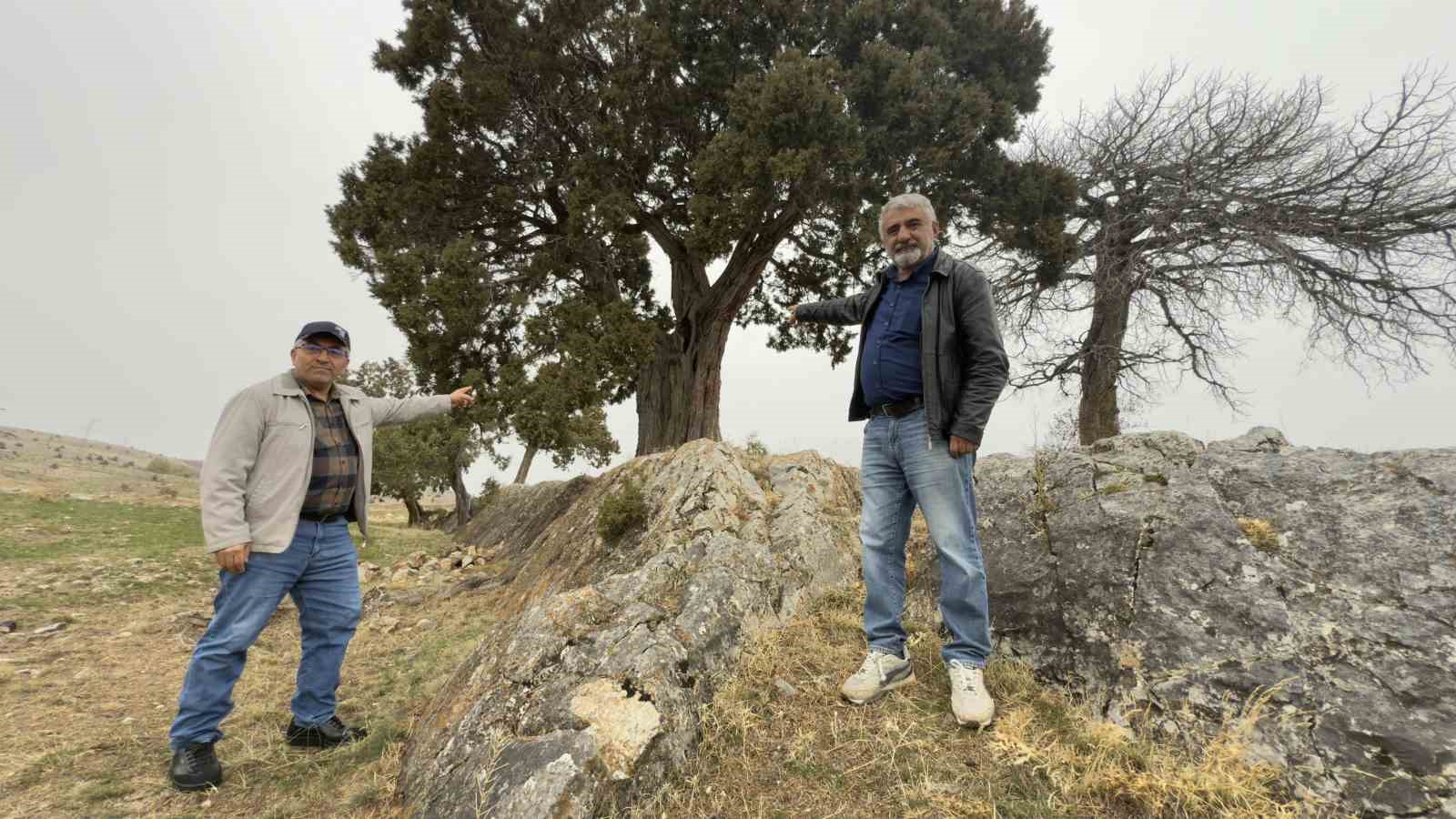 koy halki 508 yasindaki ardic agacinin tescilini istiyor 0 9L6uZbza