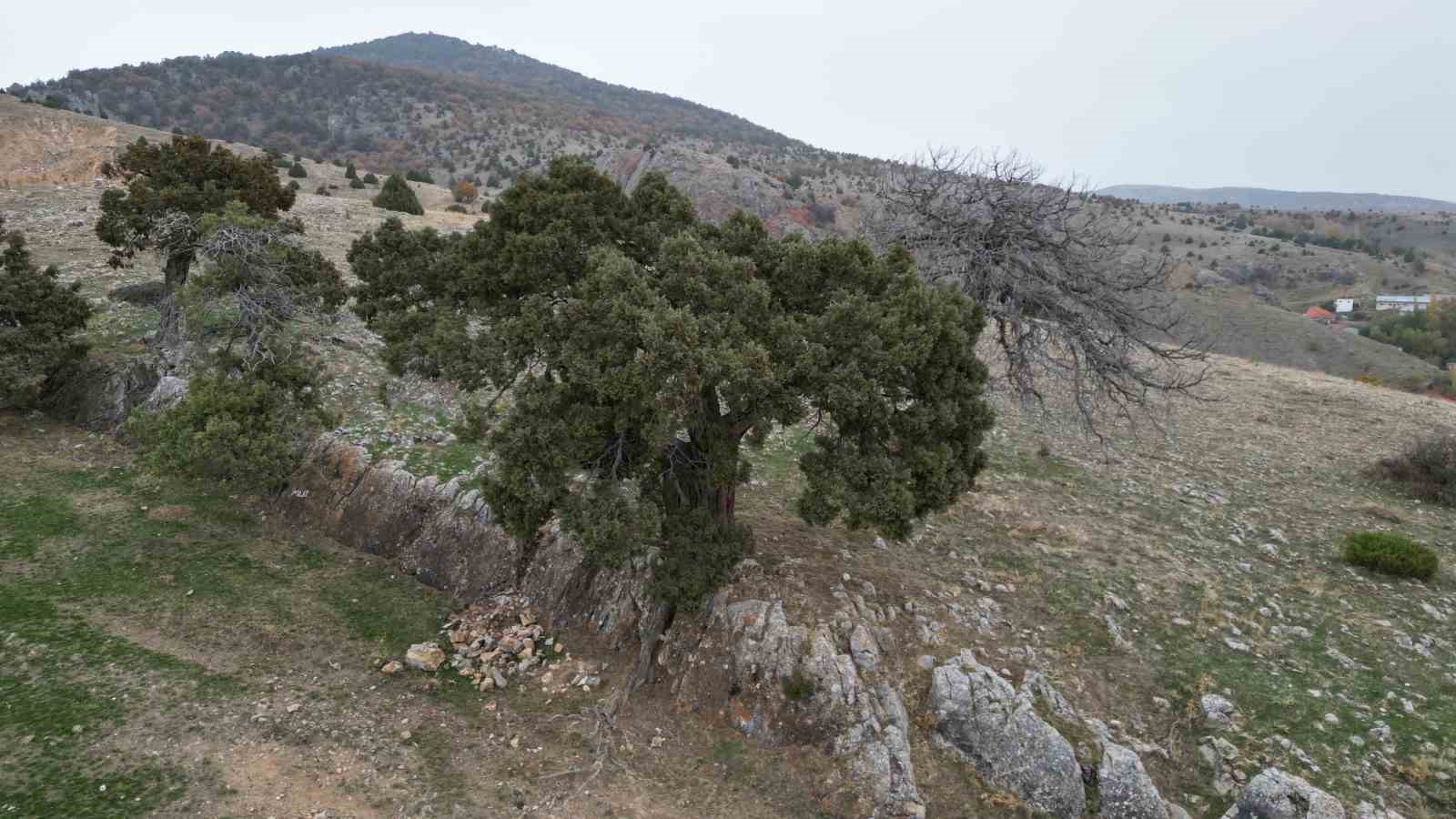 koy halki 508 yasindaki ardic agacinin tescilini istiyor 2 vGkHc1lv