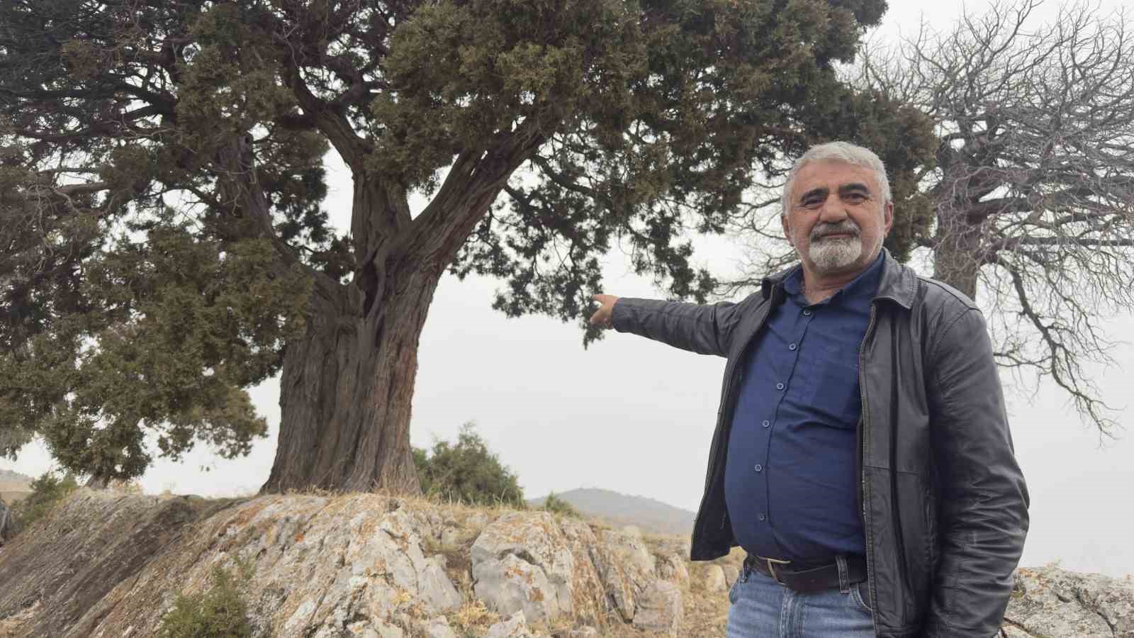 koy halki 508 yasindaki ardic agacinin tescilini istiyor 5 tlKIuIpF