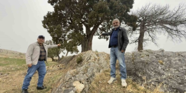 koy-halki-508-yasindaki-ardic-agacinin-tescilini-istiyor-bxuG6ZY2.jpg
