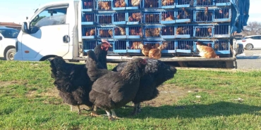 koy-koy-gezerek-canli-tavuk-satiyor-Kc5jKBTy.jpg