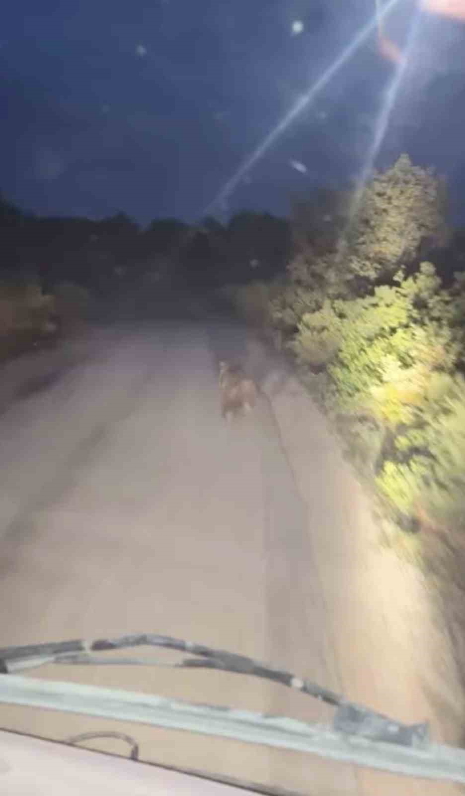 koy yolunda ayi ile arac yaristi 3