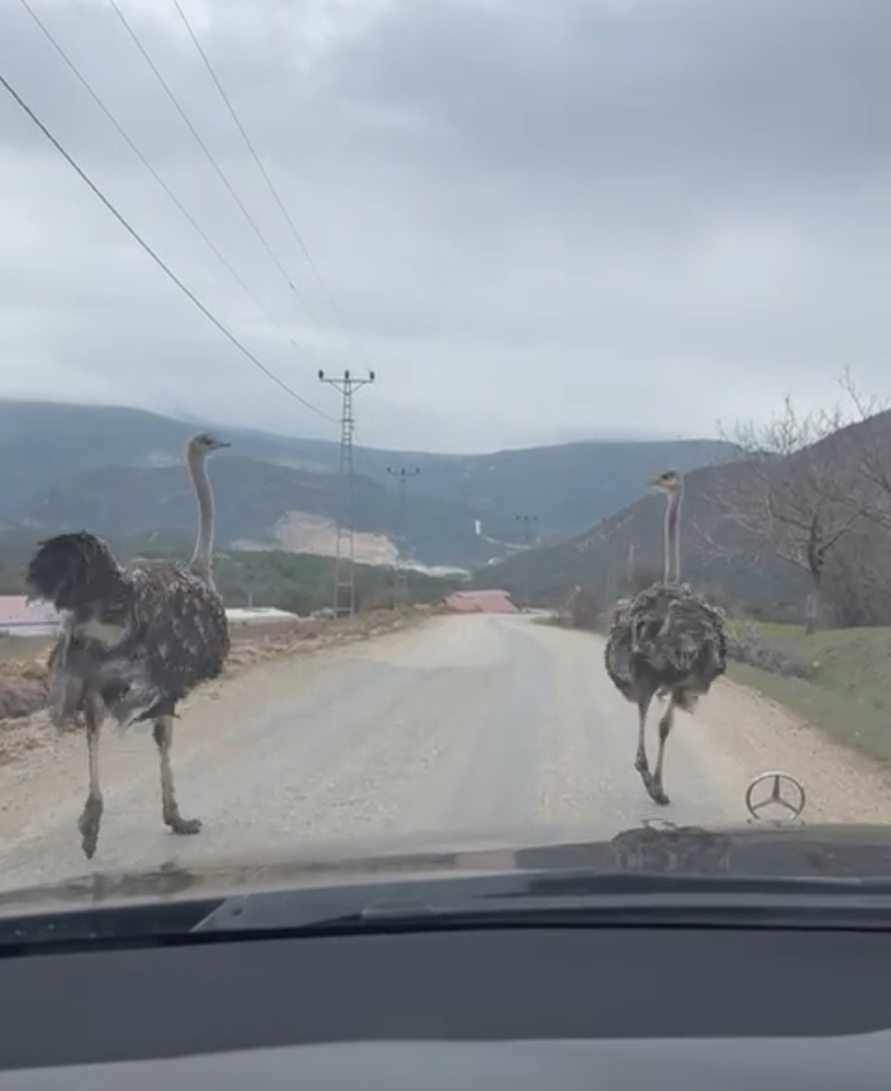 koy yolunda kosan deve kuslari kameraya yansidi 1