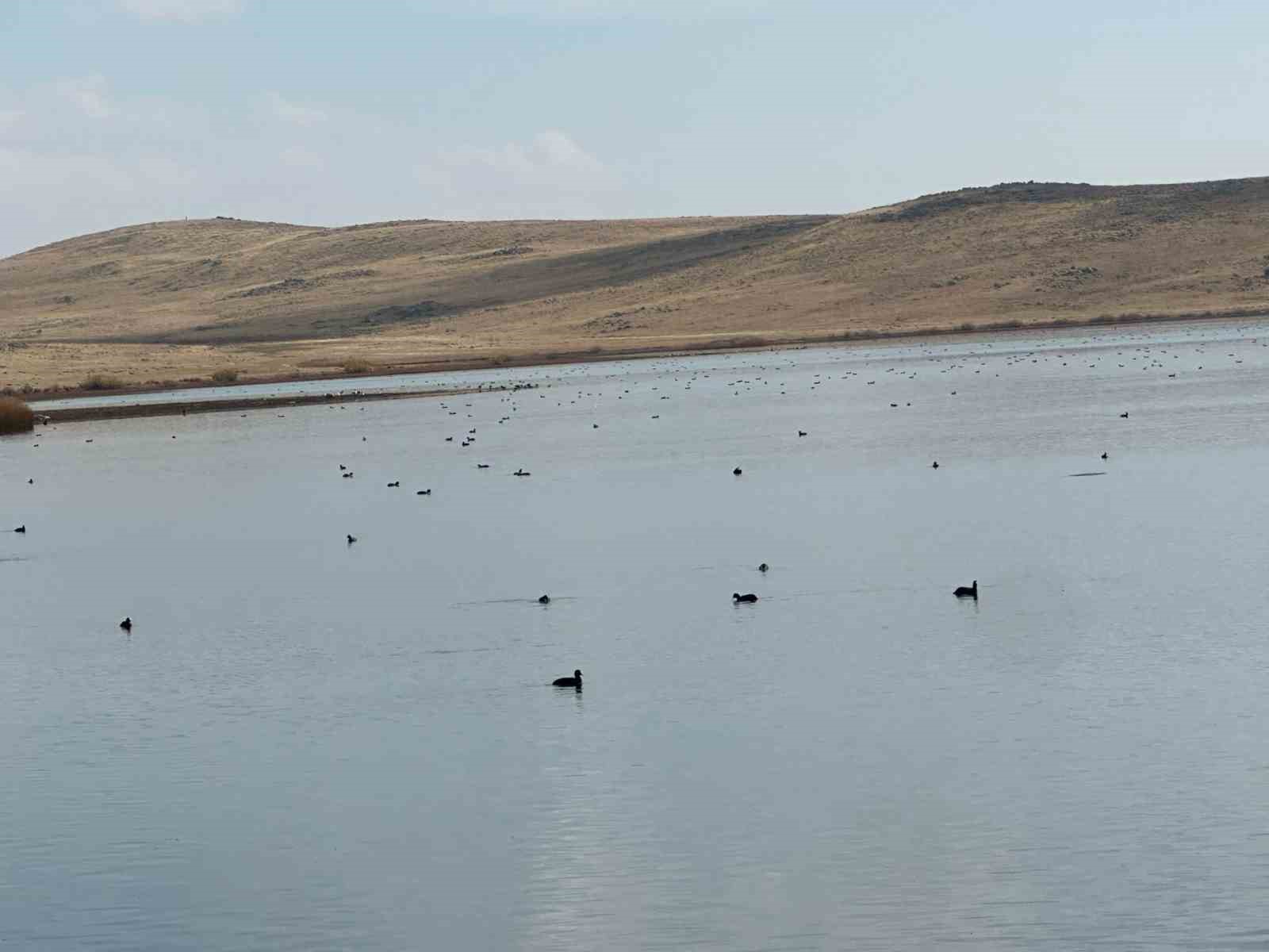 koycegiz goletinde yaban ordeklerinden gorsel solen 0 dBnkQpHR