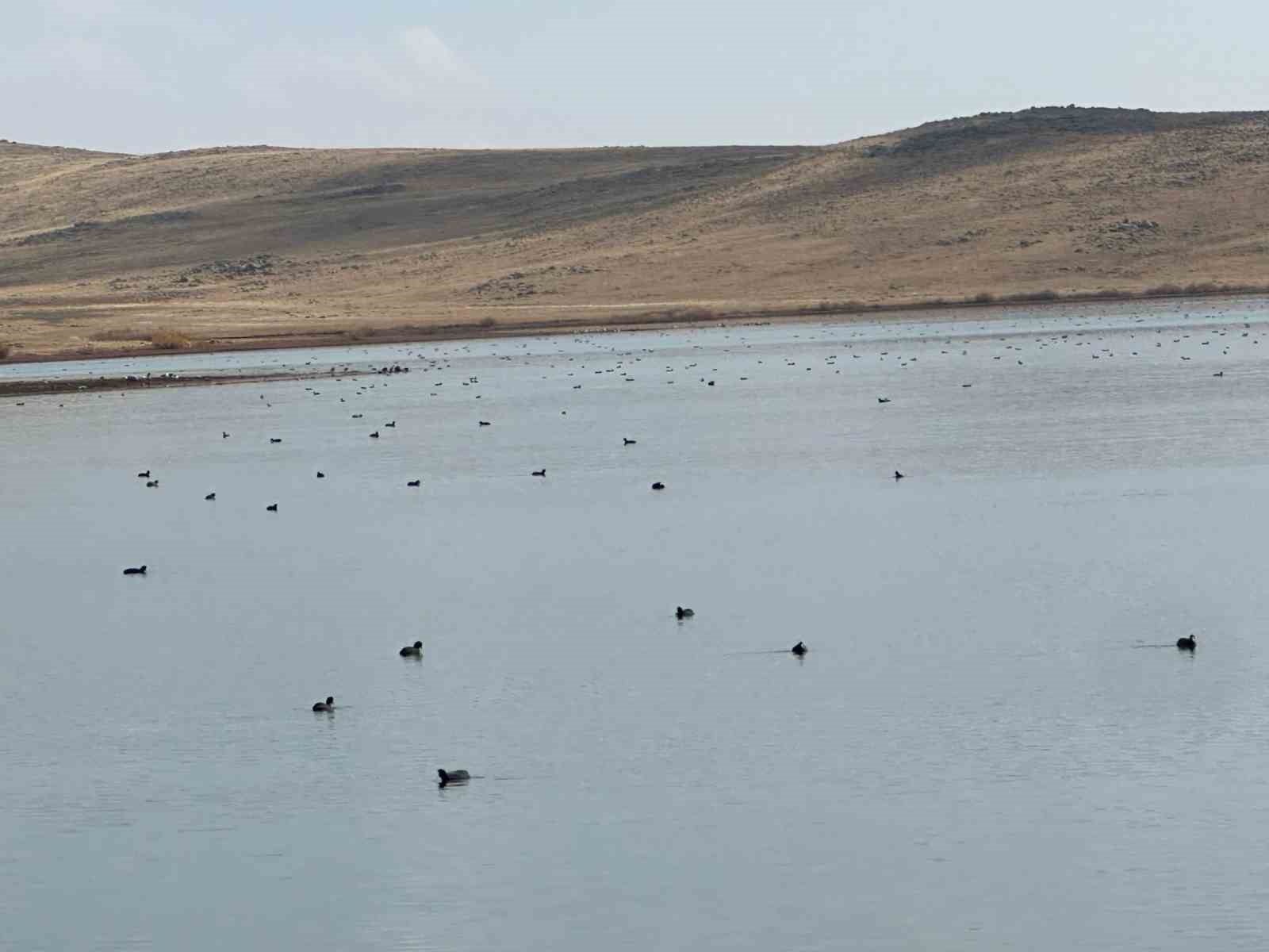 koycegiz goletinde yaban ordeklerinden gorsel solen 4 ERb455K2