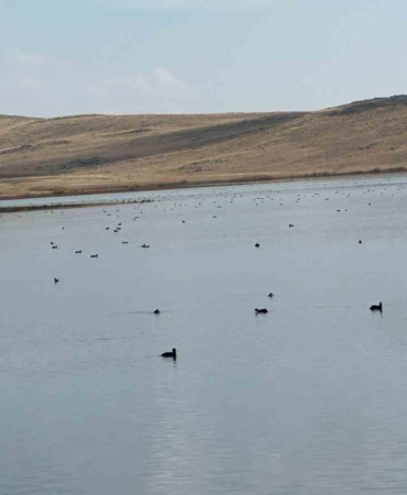 koycegiz-goletinde-yaban-ordeklerinden-gorsel-solen-8RZ9e5gM.jpg