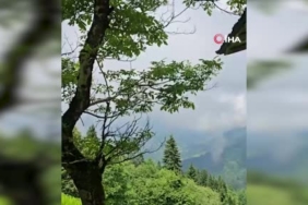 Yaralı Kerkenez Kuşu koruma altına alındı 2 thumbnail