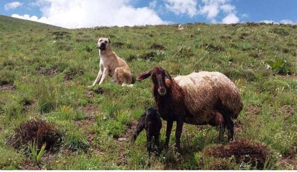 koyde iki ayinin saldirisina ugrayan sencarin imdadina coban kopegi kral yetisti 3 7iGPlcnF