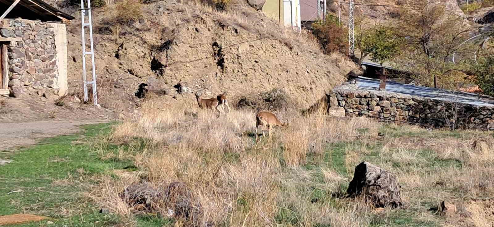 koyde yaban kecileri ozgurce otluyor 0 ZJjCnikd